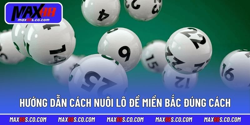 Hướng dẫn cách nuôi lô đề miền Bắc đúng cách